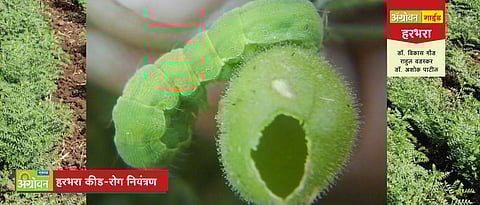 हरभरा कीड - रोग नियंत्रण 