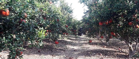 कृष्णा चौगुले यांची निर्यातक्षम डाळिंबाची बाग 