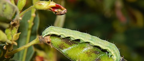 शेंगा पोखरणारी अळी 