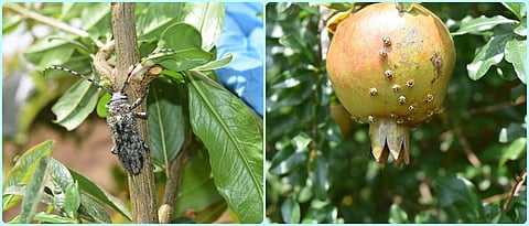 डाळिंब पिकातील बहारनिहाय अन्नद्रव्ये, कीड व्यवस्थापन