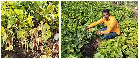 uday mohite showing quality bean pods