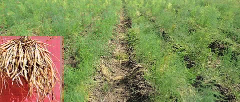  medicinal benefits of Shatavari