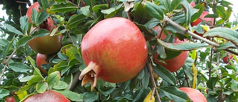 डाळिंब सल्ला 