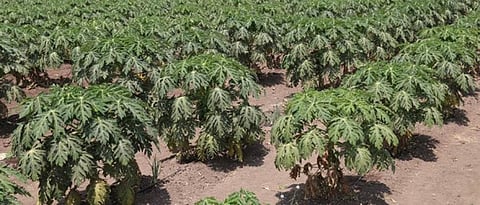  cultivation of papaya