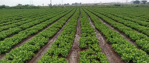 Groundnut cultivation
