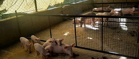 Pigs should plan for separate cups according to age.