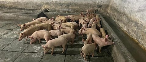 Improved breeds should be selected for pig rearing.
