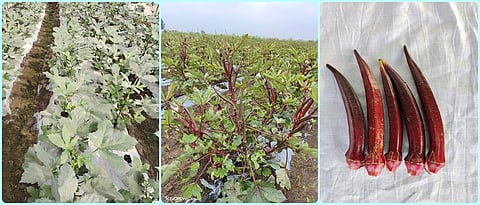 सुधारित भेंडी लागवड फायद्याची