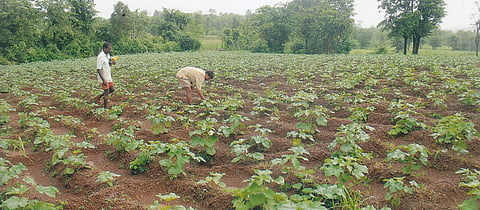 भेंडीची वेळेवर लागवड आवश्यक 