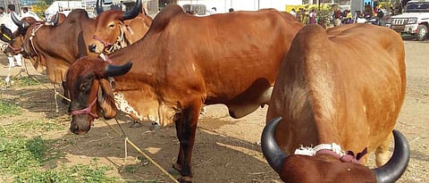 distribution of lactating animals and goat 