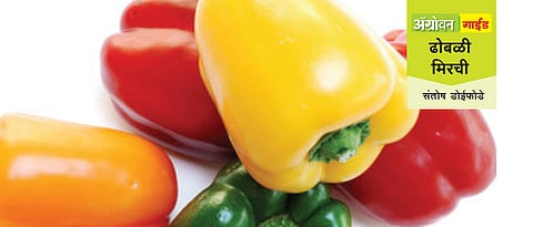 हरितगृहामधील ढोबळी मिरची