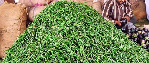 Green chillies flourish in Akola