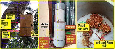 stingless bee keeping