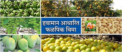 आंबिया बहारातील आठ फळपिकांसाठीची विमा नोंदणी सुरू...