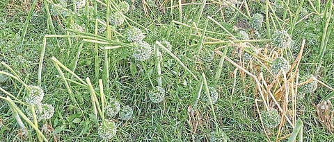 onion damage 