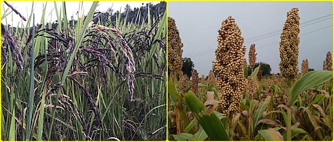 Nutritious bio fortified varieties of different crops