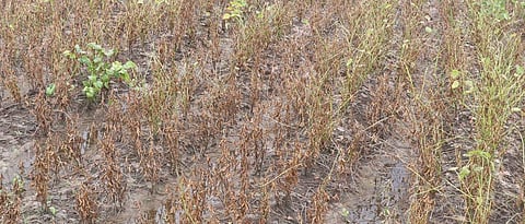 Crop Damage