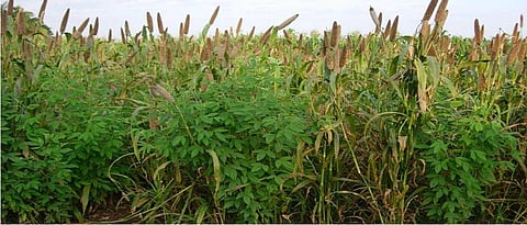 Pearl millet and pigeon pea intercropping