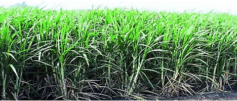 ऊस वाण ः एमएस १०००१