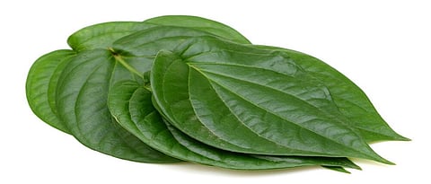  आरोग्यदायी विड्याचे पान