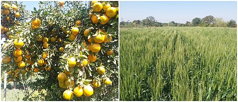 ढवळे यांची संत्रा बाग, त्यात हरभरा, व गव्हाचे पीक 