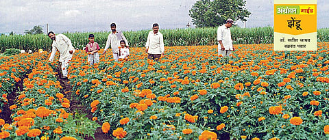 झेंडू लागवड तंत्रज्ञान 