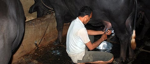 inspect the udder every time before milking for avoiding the mastitis disease 