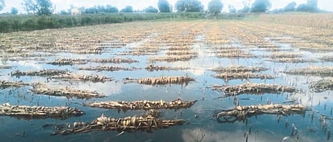 Crop Damage 