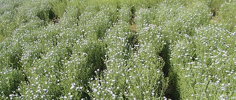 The soil must have good moisture during the main growth stages of the linseed crop.