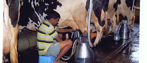 दूध काढणी यंत्रामुळे स्वच्छ दूध निर्मिती शक्‍य होते.