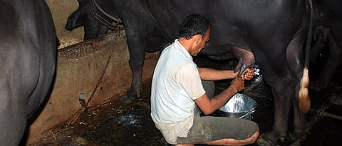 कासदाह होऊनये यासाठी दूध काढताना कासेची वेळोवेळी तपासणी करावी.