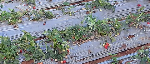 वन्य प्राण्यांनी स्ट्राॅबेरी पिकाचे केलेले नुकसान