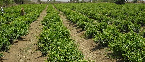 planning of jasmine flowers cultivation