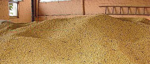 Soybean Arrival