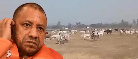 UP Election