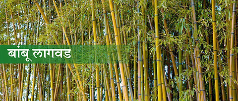 बांबू लागवड