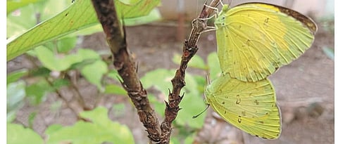 butterfly 