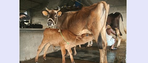 Artificial insemination makes it possible to breed animals in the barn itself.