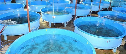 Biofloc culture tank