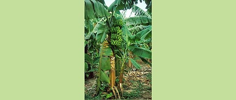  केळीच्या पहिल्या खोडव्यापासून अधिक दर्जेदार उत्पादन घेण्यासाठी पहिले पीक निसवल्यानंतर दोन महिन्यांनी एक जोमदार पिल (मुनवा) सोडावे.