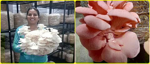 Mushroom production by Trupti Dhakate.