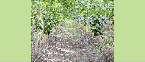 पपई पिकास ठिबक सिंचन तंत्राने पाणी देणे फायदेशीर राहते.