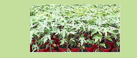 पपई रोपनिर्मिती 