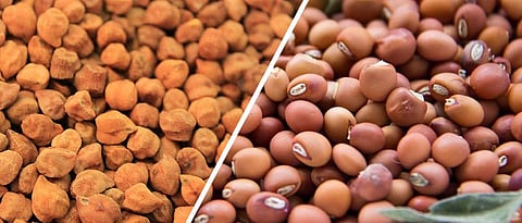 Gujrat Tur Chana Market News