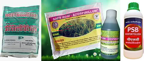 जाणून घ्या जिवाणू खतांचे प्रकार