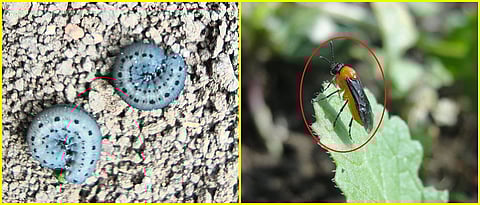 Musturd sawfly