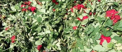 rose damage 