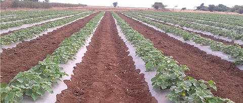 खरबुज पिकाची गादीवाफ्यावर मल्चिंग पेपरवर लागवड करावी.