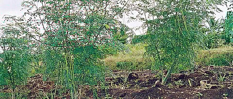 जमिनीच्या मगदुरानुसार शेवगा लागवडीचे अंतर ठेवावे.