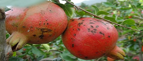 डाळिंब पिकातील रोगांचे व्यवस्थापन